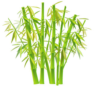 Bambu Çiçeği