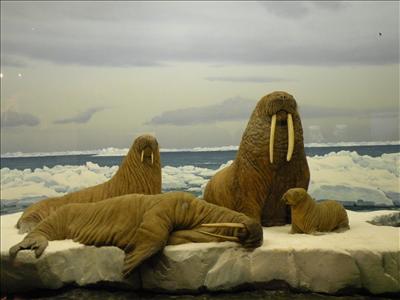 Walrus