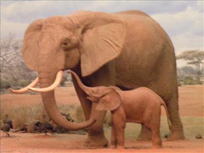 Elephant