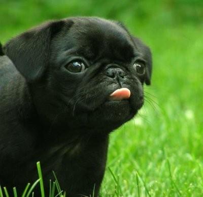 Perritto bebe-!!!