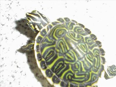 ttortuGaa-!!!