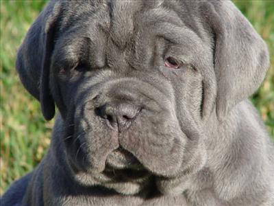 Neapolitan Mastiff