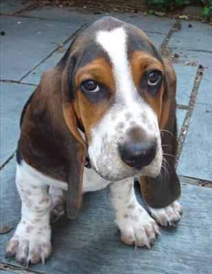 Basset Hound