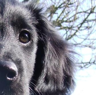 Flatcoated Retriever