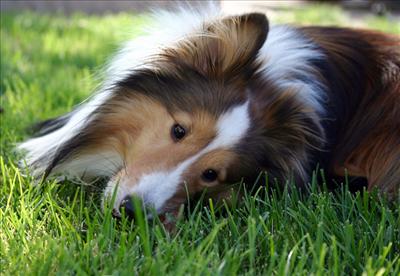 Shetland Sheepdog