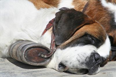 ST. Bernhard