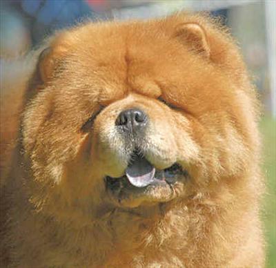 Chow Chow