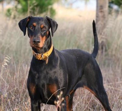 Dobermann