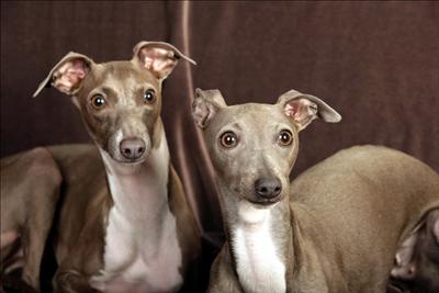 Italian Greyhound
