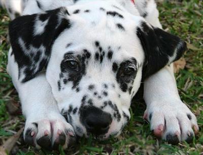 Dalmatian