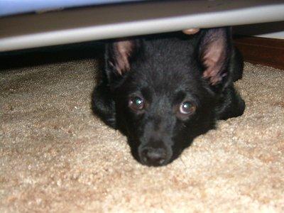 Schipperke