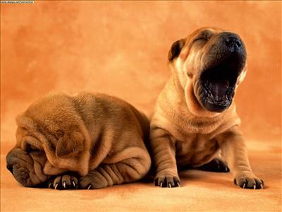 Shar pei