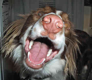 Border Collie
