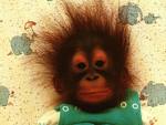 cute monkey