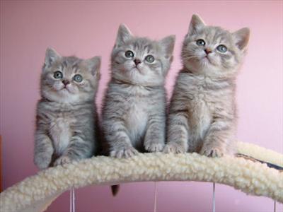 3 lil catz x