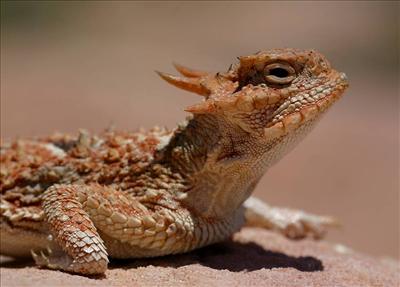 horned lizard