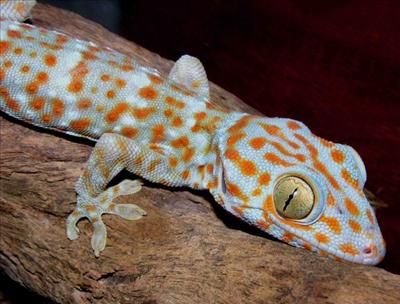 gecko tokay