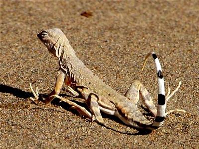 zebra tailed lizard