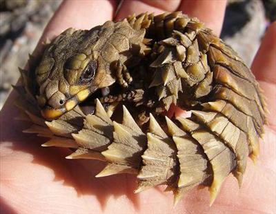 armadillo gridled