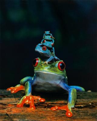 red eyes tree frog