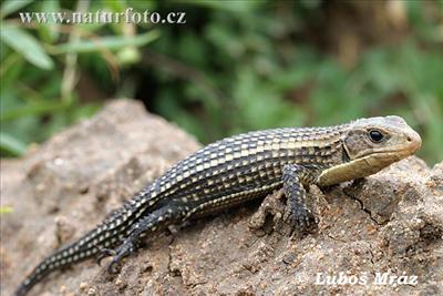 sudan plated lizard