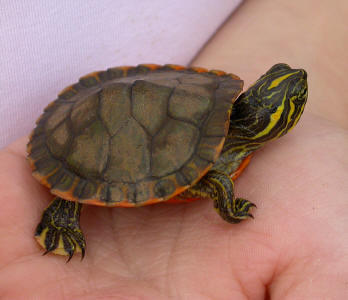 turtle