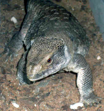 savannah monitor