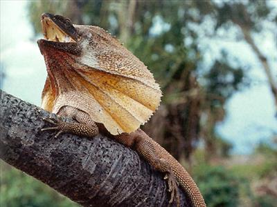 frilled lizard