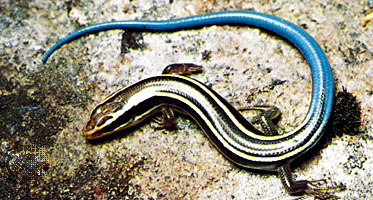 blue tailed lizard