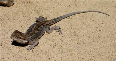bearded dragon