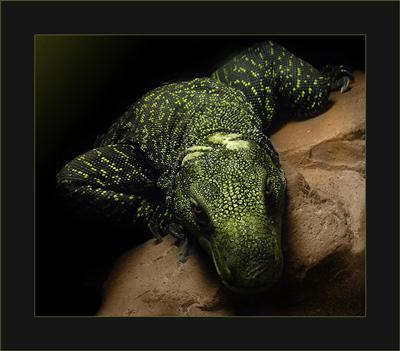 varranus