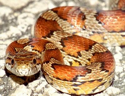 cornsnake