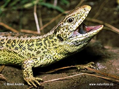 sand lizard