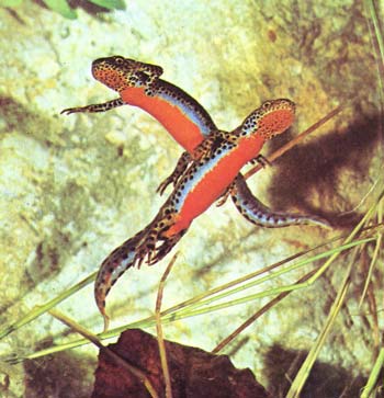salamander