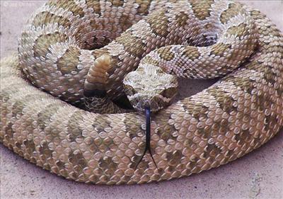 rattlesnake