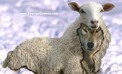 sheep camo