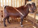 kambing