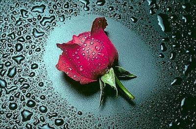 Mawar Merah