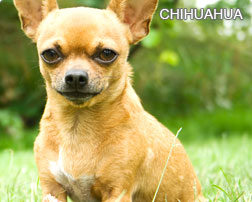 Chiuaua