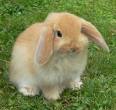 Baby Bunny