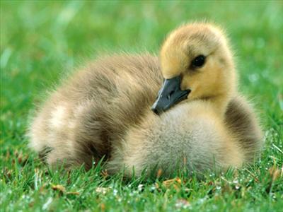 Baby Duck