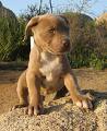 Pittbull