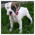 Boxer