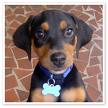 Doberman