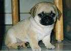 Pug