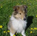 Collie