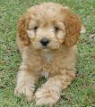 Poodle