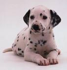 Dalmatian