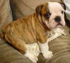 Bulldog