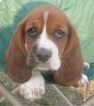 Basset Hound